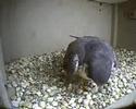 Columbus Ohio Peregrines/Slechtvalken 22-03-2008 baltsen Columbus Ohio Peregrines/Slechtvalken 22-03-2008 baltsen