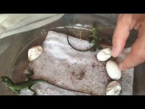 YouTube reptile video