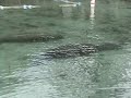 Manatees in Florida Manatees in Florida