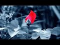 Rose Melberg \"Take Some Time\" Rose Melberg \"Take Some Time\"