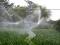 Watering  by sprinklers.......
