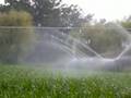 Watering by sprinklers.......