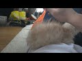 Click here to watch this video かっこいいヘアースタイルの猫 The cat of a smart hair style