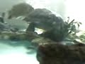 Pez conviviendo con tortugas japonesas