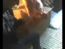 Nuevo Fioravanti Litro 1/2 Nuevo Fioravanti Litro 1/2