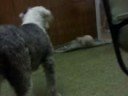 Caniche rapido y furioso