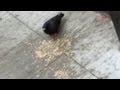 A Pigeon's Breakfast
