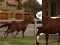 Red, My Horsey! Red, My Horsey!