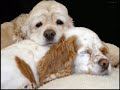 american cocker spaniel
