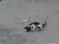 En av Samos vackra, men h�r en galen katt.