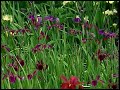 Reducing Lawns With Small Gardens Reducing Lawns With Small Gardens
