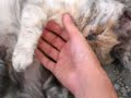 西新宿の空き地に現れたなつっこい野良猫