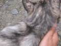 西新宿の野良猫(ぷうちゃん)