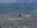 Dog Attacking Sharks