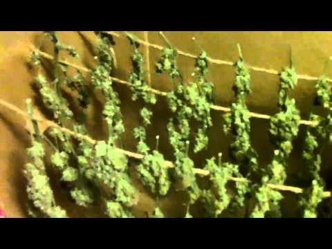 how to harvest dry and cure weed