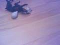 videos de the adventures of torty and spiky continued