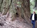 California: Redwoods #1 California: Redwoods #1