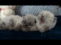 Pawsitively S Sleepy Time
