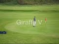 Giraffe5