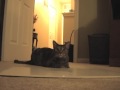 Stars-The Silverfish (original) featuring Sienna Cat Stars-The Silverfish (original) featuring Sienna Cat