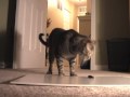 Stars-The Silverfish (original) featuring Sienna Cat Stars-The Silverfish (original) featuring Sienna Cat