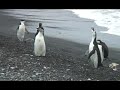 Chinstrap Penguins Antarctica