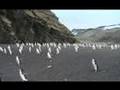 Chinstrap Penguins Antarctica