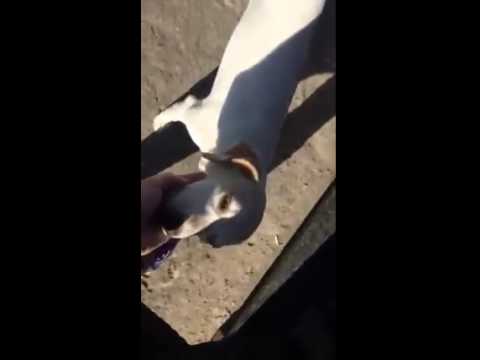 14/07/15 Direito dos Animais 14/07/15 Direito dos Animais