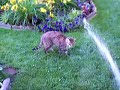 Kito & the Garden Hose