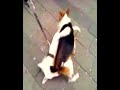 Pintscher besorgt es Pittbull ,aber richtig Pintscher besorgt es Pittbull ,aber richtig