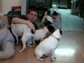 Pet Sitting