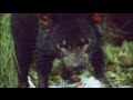 Euronews Science - Espèces En Danger !