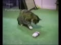 Funnysneaky