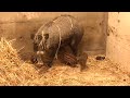 Critically Endangered Visayan Warty Piglets