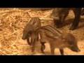 Critically Endangered Visayan Warty Piglets