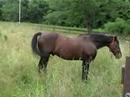 Rescued Morgan stallion safe and sound! Rescued Morgan stallion safe and sound!