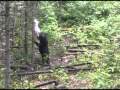 View Video: Shining Tree Tourist Camp