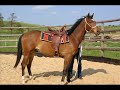 Konie Rzesz�w