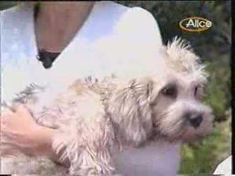 bambini e Dandie Dinmont Terrier