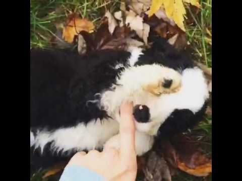 CKC Standard Bernedoodle Lottie
