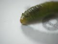 Green Little
