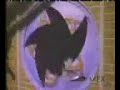 Batgirl Transforms