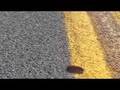 Woolybear crosses the road
