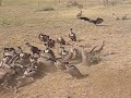 vultures-devouring-a-meal.html