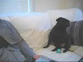 INXS Howling Pug Gino INXS Howling Pug Gino