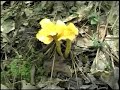 Chanterelle Mushrooms