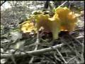 Chanterelle Mushrooms