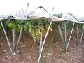 Grape Orchard In Italy