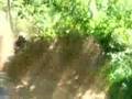 videos de Renegade800-mon beauf essai mon quad