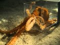 Octopus escaping through a 1 inch hole